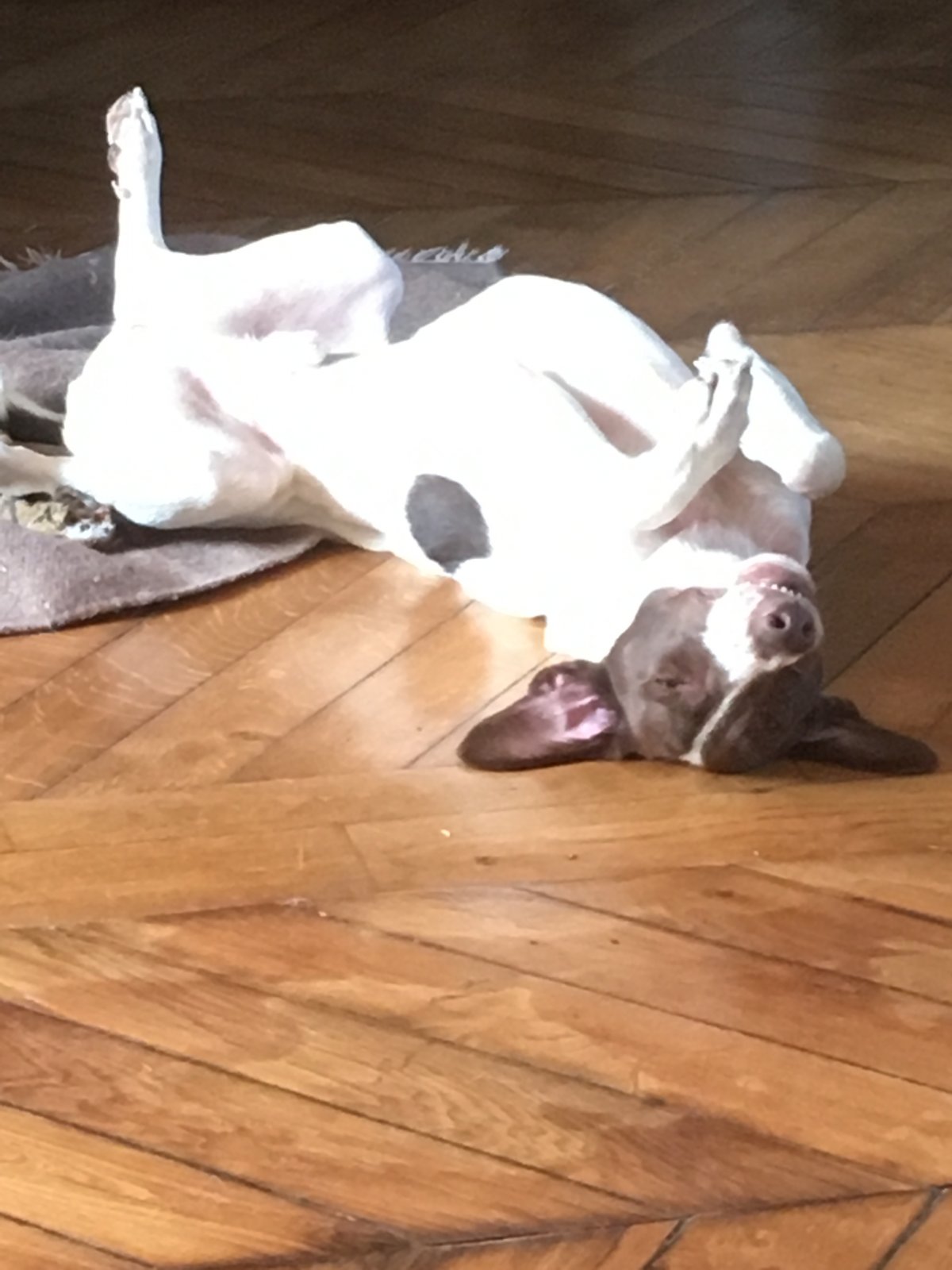 Le bonheur de petit Save