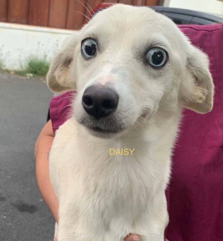 DAISY